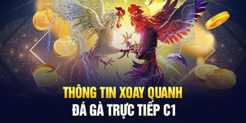 Một số hình thức chọi kê c1 được quan tâm nhiều nhất